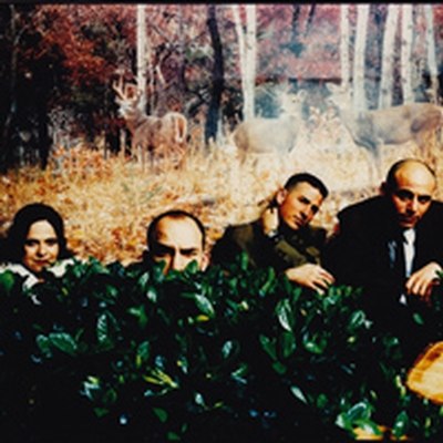 Foto